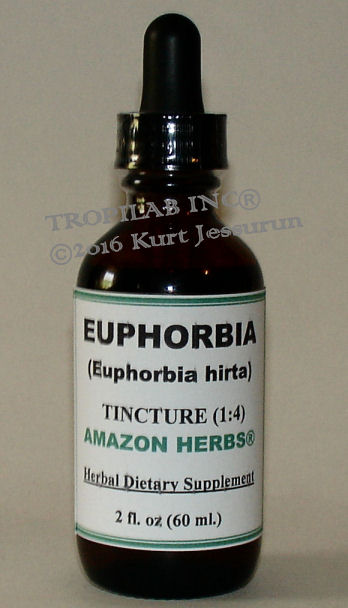 Euphorbia hirta, Asthma weed tincture. Asthma weed is used to treat bronchial asthma,
upper respiratory tract infection (URTI) and laryngeal (throat) spasm. Also used in the treatment of intestinal amoebic dysentery and syphilis.